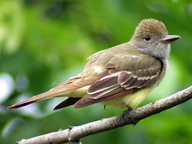 430_Great Crested Flycatcher